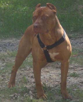 King is a Red Red Nose Pit Bull